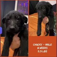 Chucky , a male German Shepherd Dog for sale in Wilmington, NC – 1 of 2