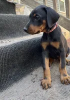 Dart AKC, a female Doberman Pinscher for sale in Wilmington, NC – Photo 4 of 4