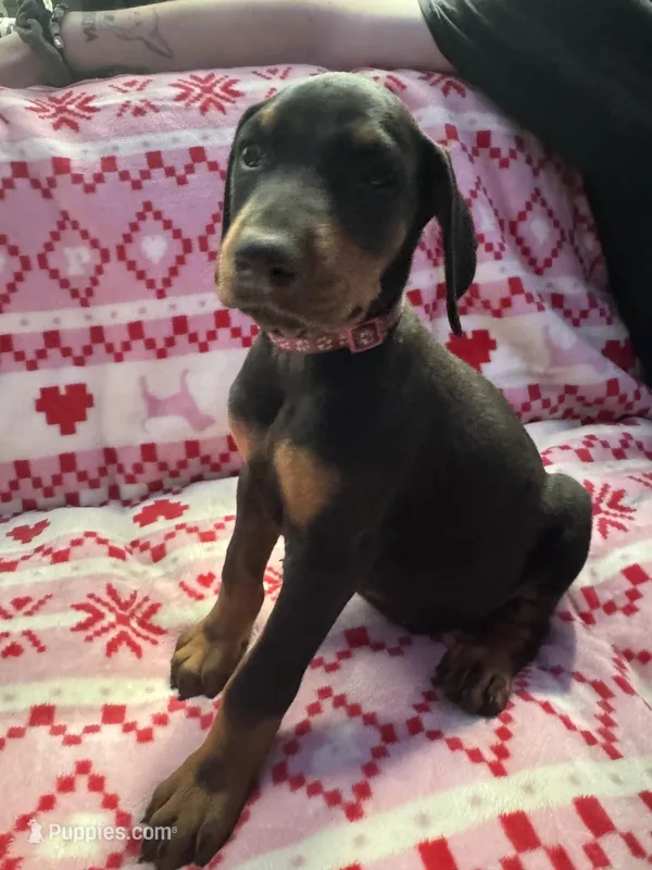 Dart AKC – Doberman Pinscher puppy for sale in Wilmington, NC