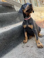 Dart AKC, a female Doberman Pinscher for sale in Wilmington, NC – Photo 2 of 4