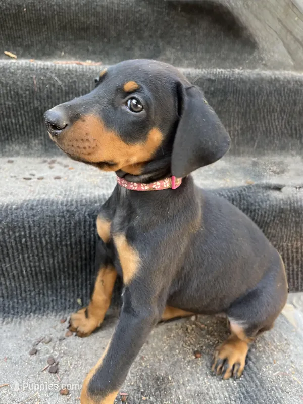 Dart AKC – Doberman Pinscher puppy for sale in Wilmington, NC