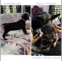 Dart AKC, a female Doberman Pinscher for sale in Wilmington, NC – Photo 3 of 4