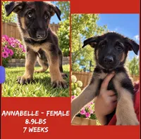 Annabelle , a female German Shepherd Dog for sale in Wilmington, NC – 2 of 2