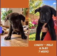 Chucky , a male German Shepherd Dog for sale in Wilmington, NC – 2 of 2