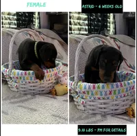 Astrid AKC, a female Doberman Pinscher for sale in Wilmington, NC – Photo 2 of 4