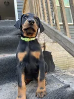 Astrid AKC, a female Doberman Pinscher for sale in Wilmington, NC – Photo 4 of 4