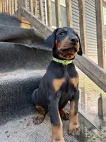 Astrid AKC, a female Doberman Pinscher for sale in Wilmington, NC – Photo 1 of 4