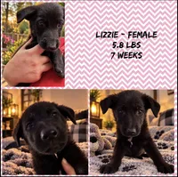 Lizzie, a female German Shepherd Dog for sale in Wilmington, NC – 2 of 2