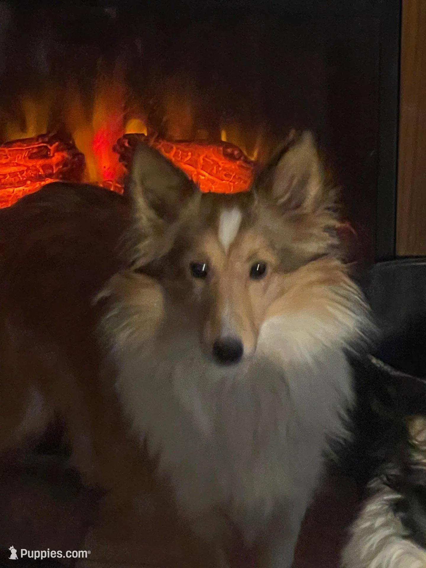 Honey II – Shetland Sheepdog puppy for sale in Grantsburg, WI
