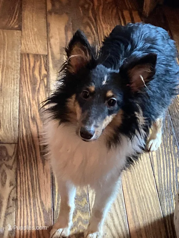 Tri Boy, a male Shetland Sheepdog for sale in Grantsburg, WI – Photo 1 of 8