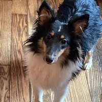 Tri Boy, a male Shetland Sheepdog for sale in Grantsburg, WI – Photo 1 of 8