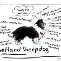 Tri Boy, a male Shetland Sheepdog for sale in Grantsburg, WI – Photo 5 of 8