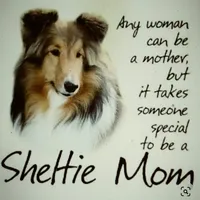 Tri Boy, a male Shetland Sheepdog for sale in Grantsburg, WI – Photo 7 of 8