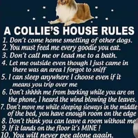 Honey II, a female Shetland Sheepdog for sale in Grantsburg, WI – Photo 6 of 10