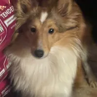 Honey II, a female Shetland Sheepdog for sale in Grantsburg, WI – Photo 2 of 10