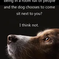 Honey II, a female Shetland Sheepdog for sale in Grantsburg, WI – Photo 5 of 10