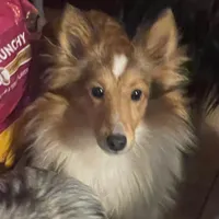 Honey II, a female Shetland Sheepdog for sale in Grantsburg, WI – Photo 1 of 10