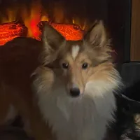 Honey II, a female Shetland Sheepdog for sale in Grantsburg, WI – Photo 8 of 10