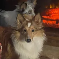 Honey II, a female Shetland Sheepdog for sale in Grantsburg, WI – Photo 9 of 10