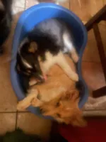 Ladie, a male Shetland Sheepdog for sale in Grantsburg, WI – 2 of 6