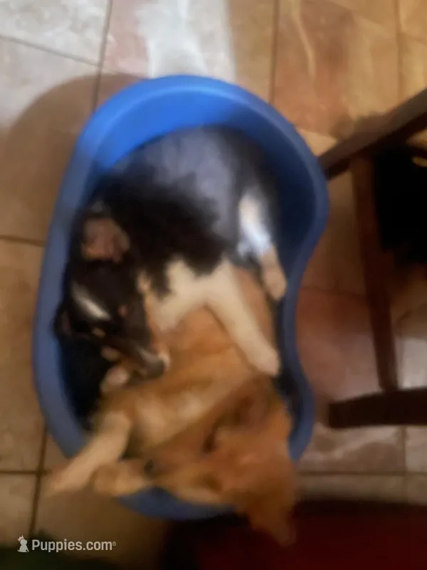 Ladie – Shetland Sheepdog puppy for sale in Grantsburg, WI