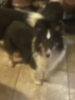 Lady tri, a female Shetland Sheepdog for sale in Grantsburg, WI – 3 of 10