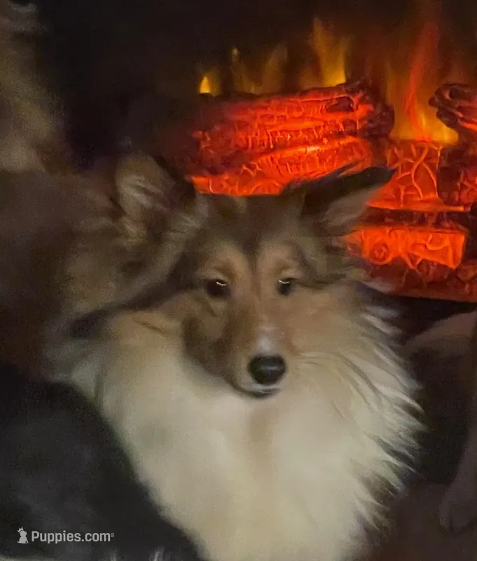 Lady – Shetland Sheepdog puppy for sale in Grantsburg, WI