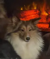 Lady, a female Shetland Sheepdog for sale in Grantsburg, WI – Photo 1 of 10