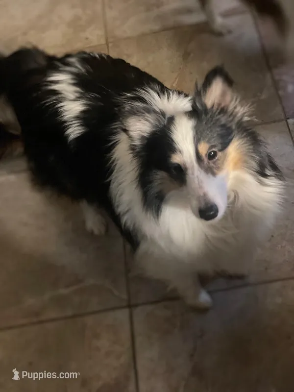 Lady – Shetland Sheepdog puppy for sale in Grantsburg, WI