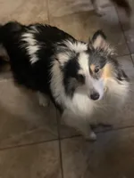 Lady, a female Shetland Sheepdog for sale in Grantsburg, WI – Photo 1 of 9