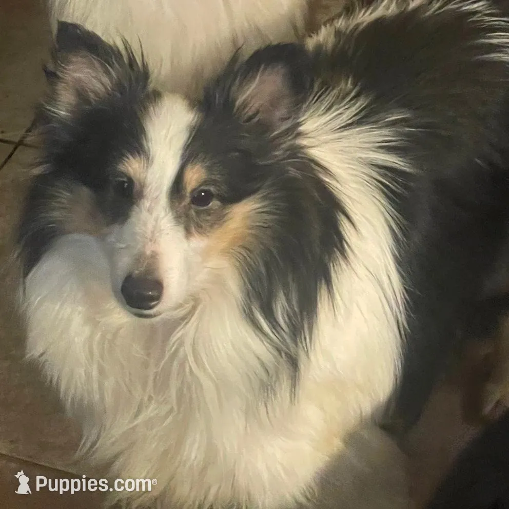 Lady, a female Shetland Sheepdog for sale in Grantsburg, WI – Photo 2 of 9