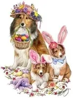 Lady, a female Shetland Sheepdog for sale in Grantsburg, WI – Photo 3 of 9