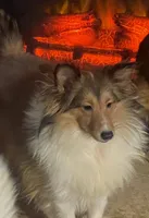 Lady, a female Shetland Sheepdog for sale in Grantsburg, WI – Photo 2 of 10