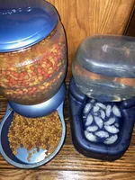 Lady, a female Shetland Sheepdog for sale in Grantsburg, WI – Photo 9 of 9