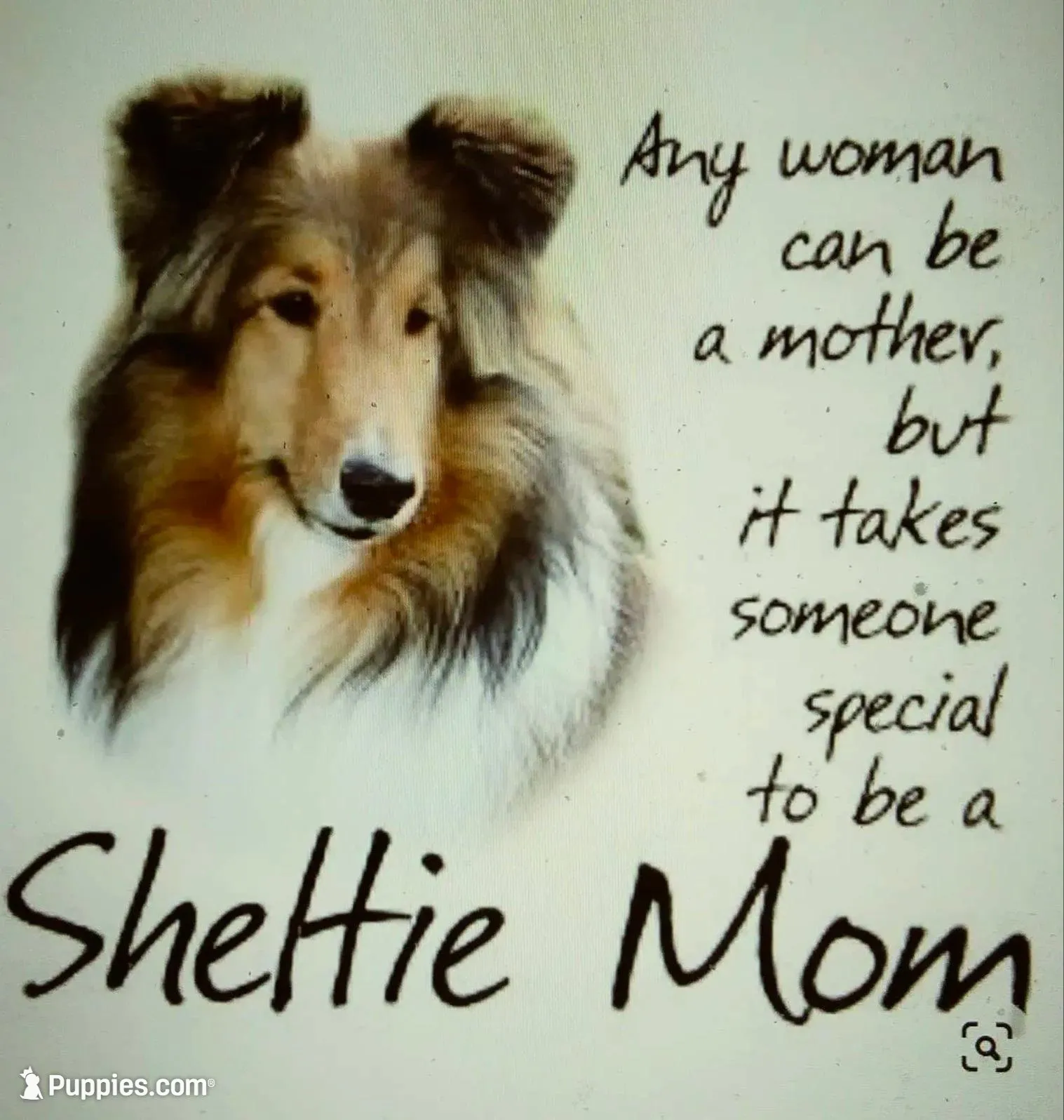 Lady, a female Shetland Sheepdog for sale in Grantsburg, WI – Photo 8 of 10