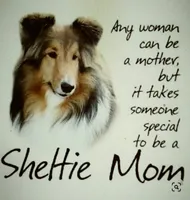 Lady, a female Shetland Sheepdog for sale in Grantsburg, WI – Photo 8 of 9