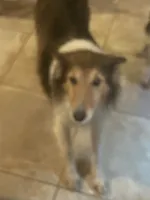 Lassie, a female Shetland Sheepdog for sale in Grantsburg, WI – 2 of 7