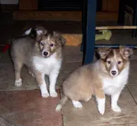 Sable girls, a female Shetland Sheepdog for sale in Grantsburg, WI – Photo 1 of 7