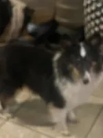 Lady tri, a female Shetland Sheepdog for sale in Grantsburg, WI – 2 of 10