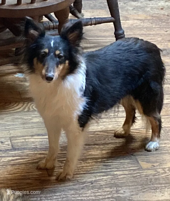 Boy – Shetland Sheepdog puppy for sale in Grantsburg, WI