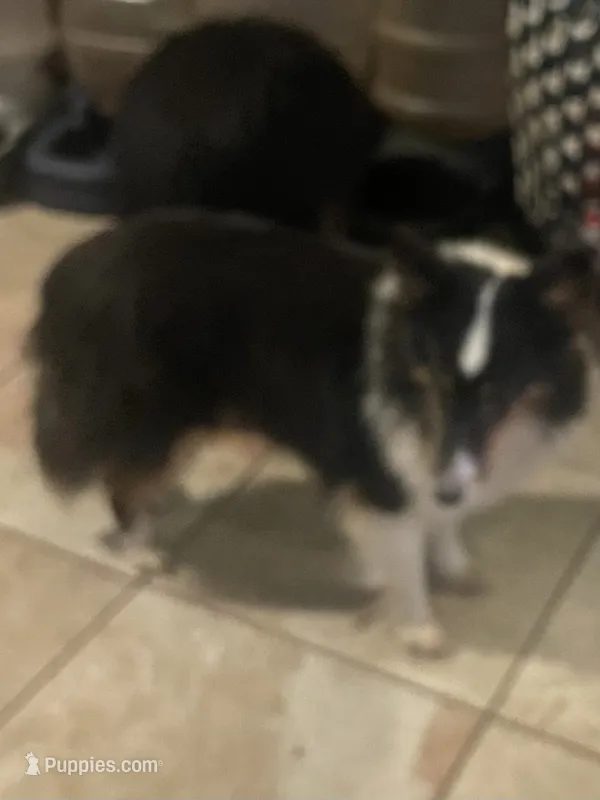 Lady tri – Shetland Sheepdog puppy for sale in Grantsburg, WI