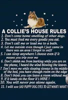 Honey II, a female Shetland Sheepdog for sale in Grantsburg, WI – Photo 3 of 8