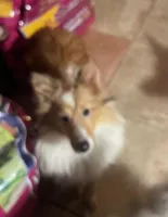 Honey II, a female Shetland Sheepdog for sale in Grantsburg, WI – Photo 2 of 8