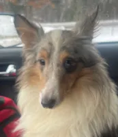 Blue Boy, a male Shetland Sheepdog for sale in Grantsburg, WI – 1 of 8