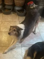 Lassie, a female Shetland Sheepdog for sale in Grantsburg, WI – 1 of 7