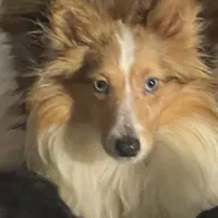 Blue Eyes, a female Shetland Sheepdog for sale in Grantsburg, WI – Photo 1 of 9