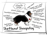 Love, a male Shetland Sheepdog for sale in Grantsburg, WI – 5 of 6