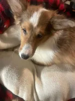 Love, a male Shetland Sheepdog for sale in Grantsburg, WI – 2 of 6