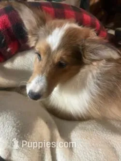 Love – Shetland Sheepdog puppy for sale in Grantsburg, WI