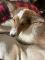 Love, a male Shetland Sheepdog for sale in Grantsburg, WI – 1 of 6